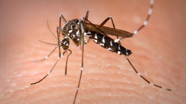 Alerte sanitaire – Premier cas autochtone de chikungunya en Gironde (juillet 2025)