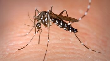 Alerte sanitaire – Premier cas autochtone de chikungunya en Gironde (juillet 2025)